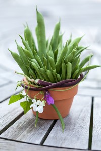 Fresh Green Beans in Pot